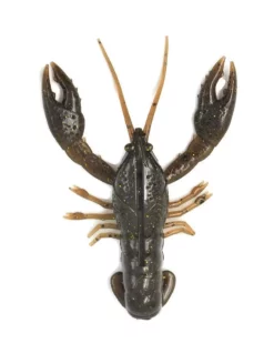 NIKKO CRAW (3.2 INCH)